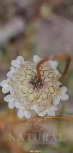 熊菊阵容插图1