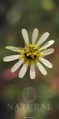 熊菊阵容插图