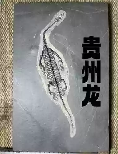考古化石龙攻略插图