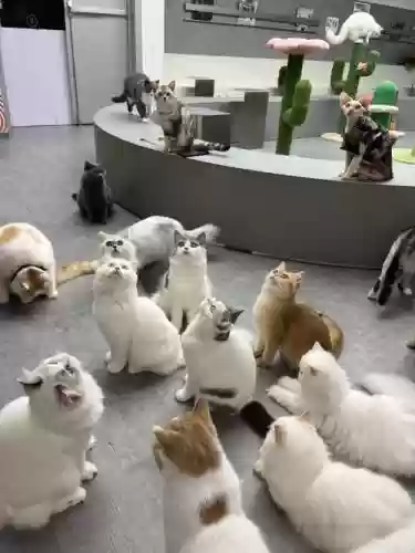 猫咪运营阵容插图1