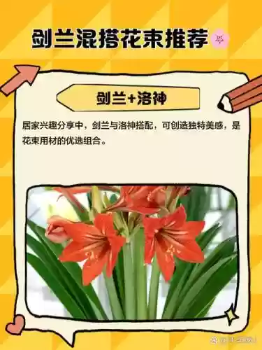 剑兰搭配什么阵容插图1