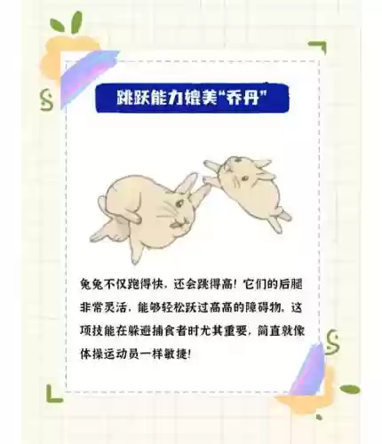 兔子有些什么技能插图1