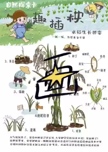 秧满田插秧路线攻略插图
