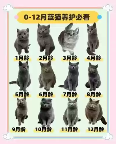 6.83蓝猫大型攻略插图1