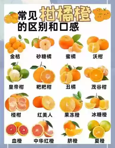 橙子热门阵容_1插图