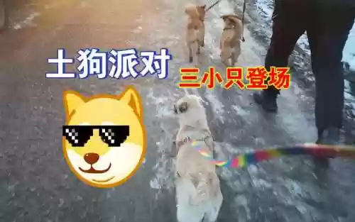 土狗队阵容插图1