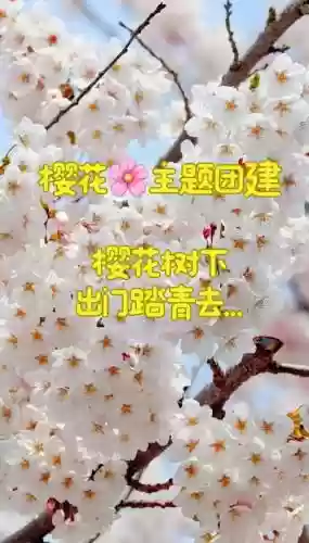 樱花活动阵容_1插图