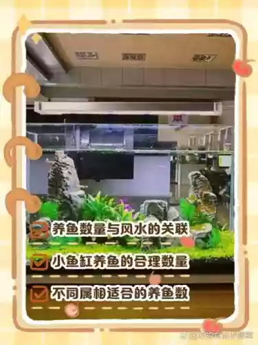 鱼缸小鱼阵容搭配