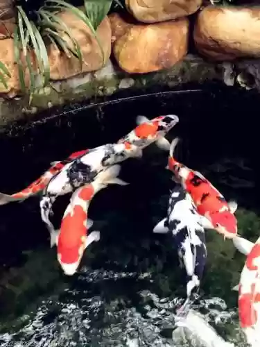 金莉阵容搭配