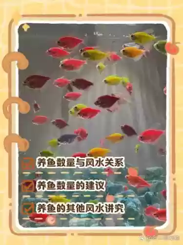 鱼缸小鱼阵容搭配插图