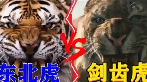 老虎打架阵容搭配，老虎打架真狠啊插图1