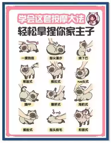 随从猫技能看，随从猫技能解锁