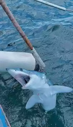 钓大白鲨需要什么装备，钓大白鲨鱼的视频