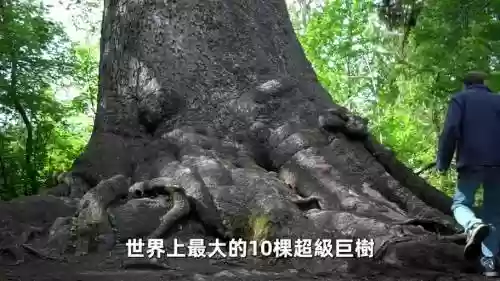世界之树神器攻略，怎么拿世界树之杖插图1