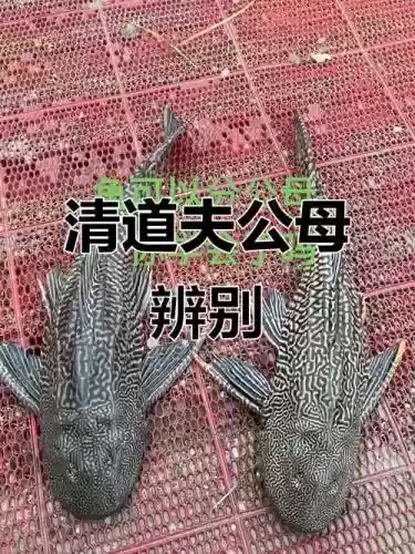 清道夫技能，清道夫怎么完成插图
