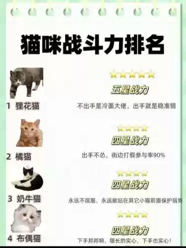猫咪搭配什么射手阵容，猫的阵容搭配插图1