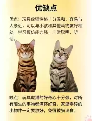 虎咪最多几个技能，虎咪王国是做什么的插图1