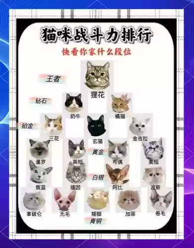 猫咪搭配什么射手阵容，猫的阵容搭配插图